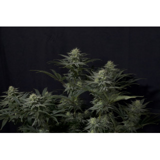 GG4 Sherbet FF Fastbuds Graines de Collection