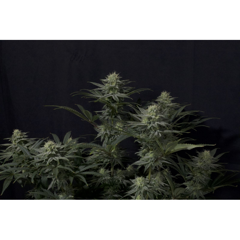 GG4 Sherbet - Féminisée - FastBuds