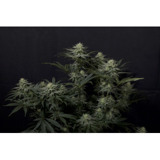 GG4 Sherbet - Féminisée - FastBuds