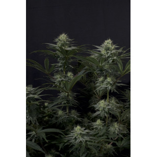 GG4 Sherbet FF Fastbuds Graines de Collection