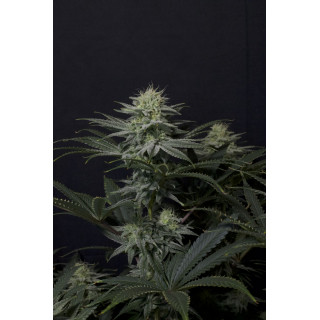 GG4 Sherbet FF Fastbuds Graines de Collection