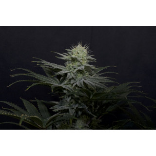 GG4 Sherbet - Féminisée - FastBuds