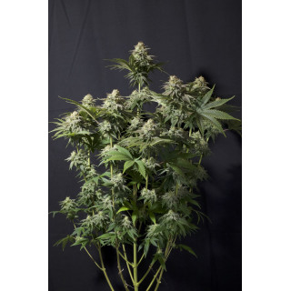 Gorilla Cookies - Féminisée  - FastBuds