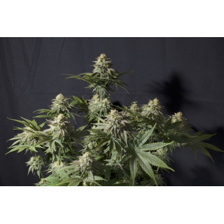 Gorilla Cookies - Féminisée  - FastBuds