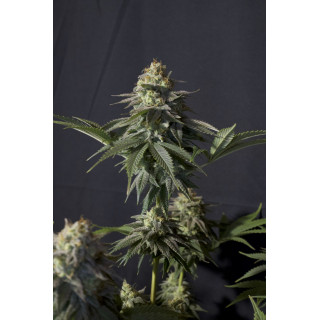 Gorilla Cookies FF Fastbuds Graines de Collection