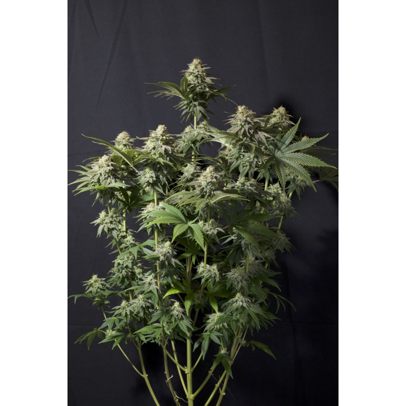 Orange Sherbet - Féminisée - FastBuds