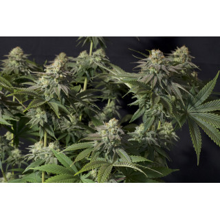 Orange Sherbet - Féminisée - FastBuds