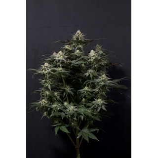 Purple Lemonade - FF - FastBuds