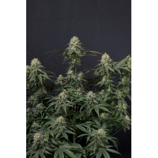 Tropicana Cookies - Féminisée - FastBuds