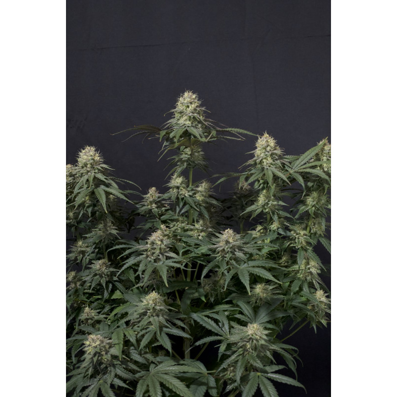 Tropicana Cookies FF Fastbuds Graines de Collection Tropicana Cookies FF Fastbuds Graines de Collection