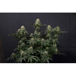 Tropicana Cookies - Féminisée - FastBuds