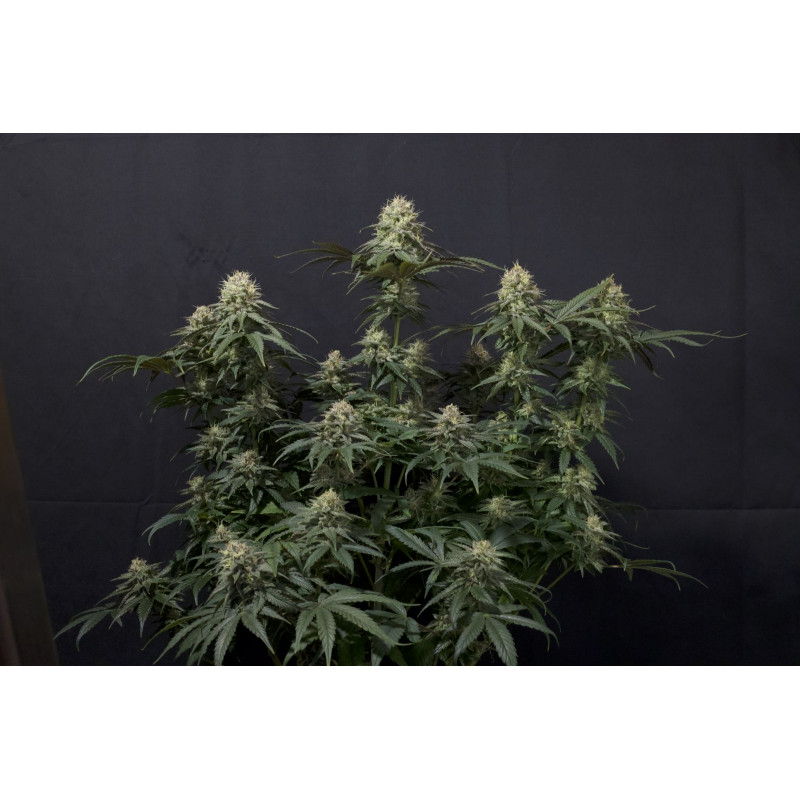 Tropicana Cookies FF Fastbuds Graines de Collection Tropicana Cookies FF Fastbuds Graines de Collection
