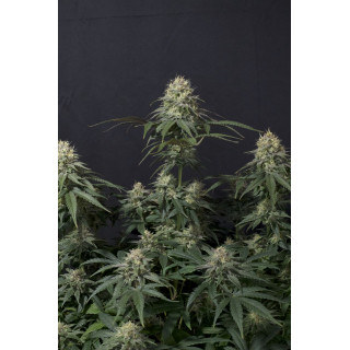 Tropicana Cookies - Féminisée - FastBuds