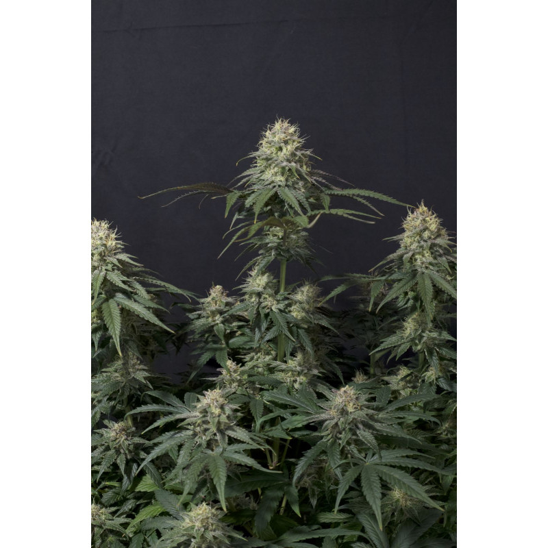 Tropicana Cookies FF Fastbuds Graines de Collection Tropicana Cookies FF Fastbuds Graines de Collection