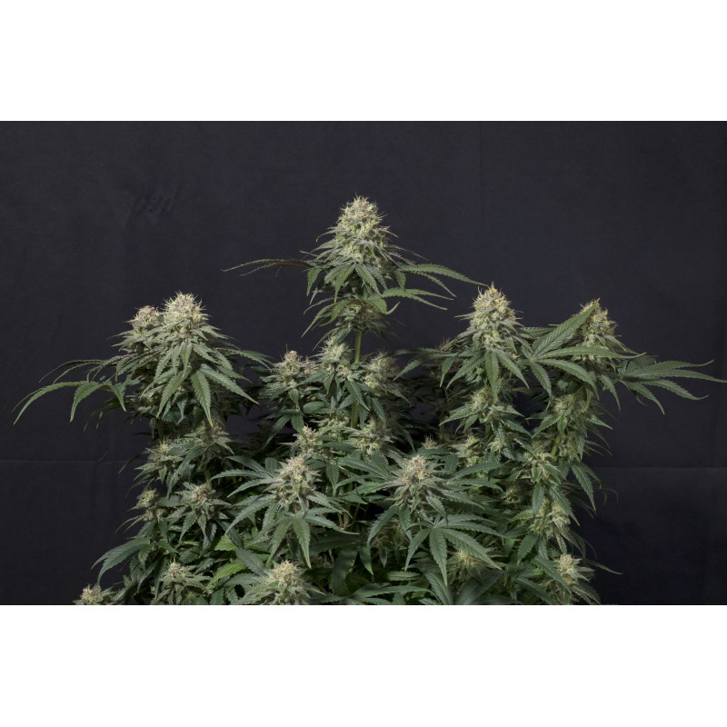 Tropicana Cookies FF Fastbuds Graines de Collection Tropicana Cookies FF Fastbuds Graines de Collection