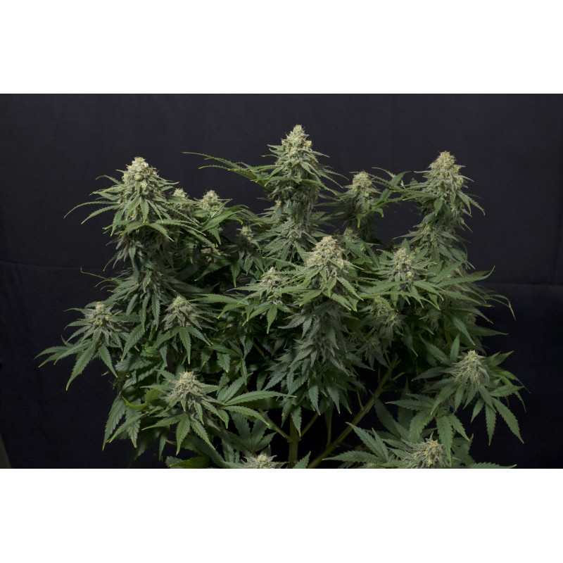 Wedding Cheesecake - Féminisée - FastBuds