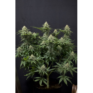 Wedding Cheesecake - Féminisée - FastBuds