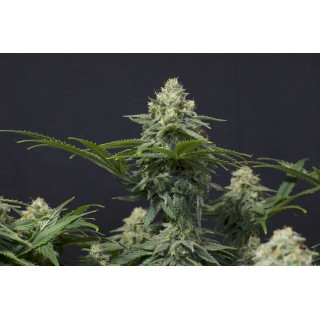 Wedding Cheesecake - Féminisée - FastBuds