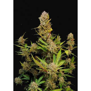 Apricot Auto - FastBuds - Graines de collection