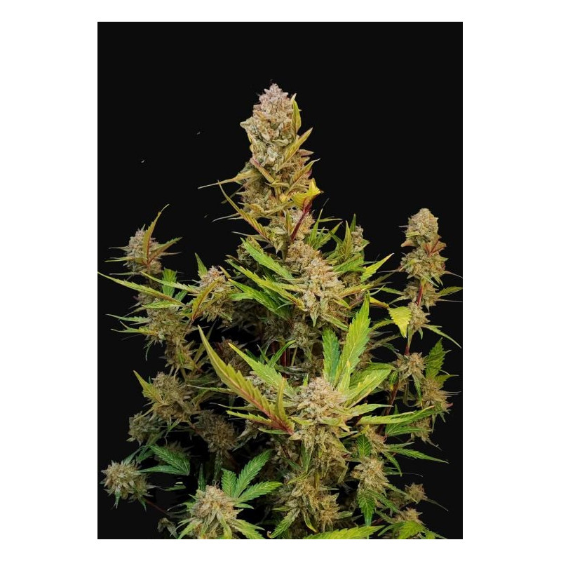 Apricot - Autofloraison - FastBuds