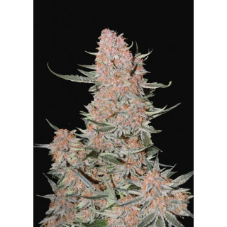 Ztrawberriez - Autofloraison - FastBuds