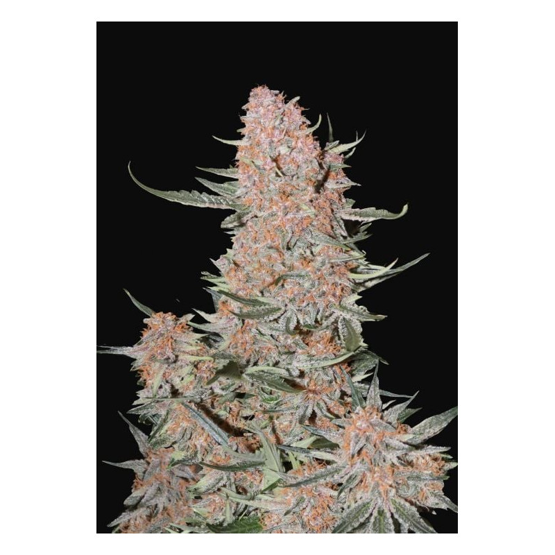 Ztrawberriez - Autofloraison - FastBuds