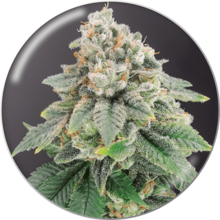 Bluehell CBD - Féminisée - Medical Seeds | ROOTS-SEEDS.FR