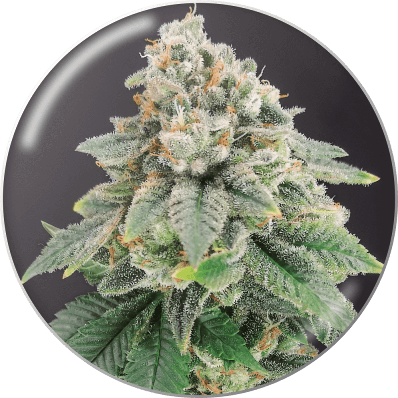 Bluehell CBD - Féminisée - Medical Seeds | ROOTS-SEEDS.FR