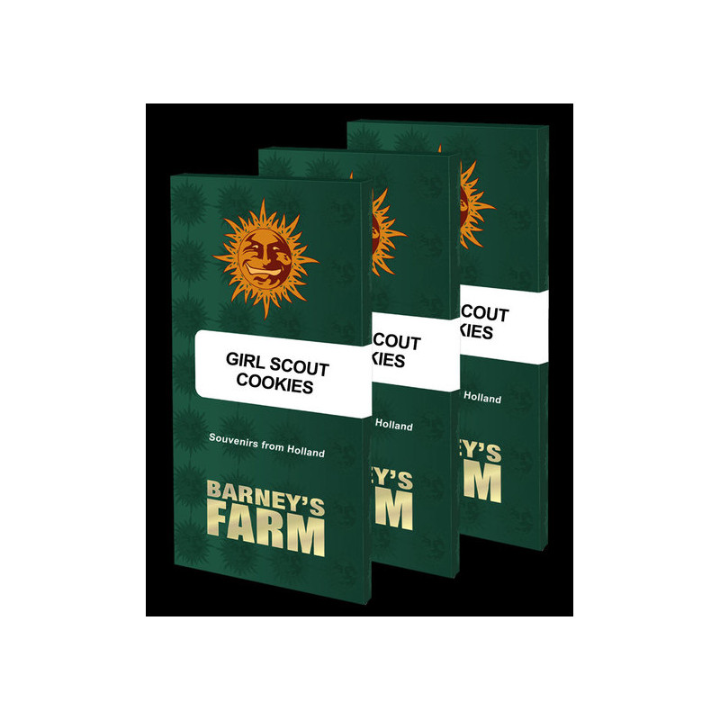 Girl Scout Cookies - Féminisée - Barney's Farm | ROOTS-SEEDS.FR