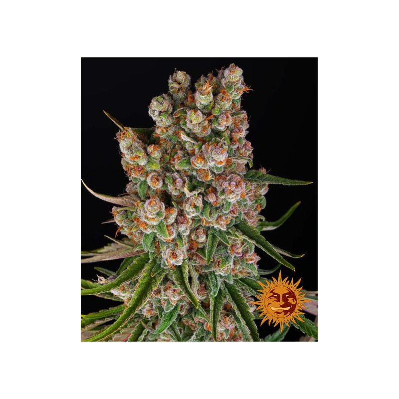 GMO - Autofloraison - Barney's Farm | ROOTS-SEEDS.FR