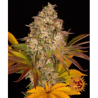 Cookies Kush - Autofloraison - Barney's Farm | ROOTS-SEEDS.FR