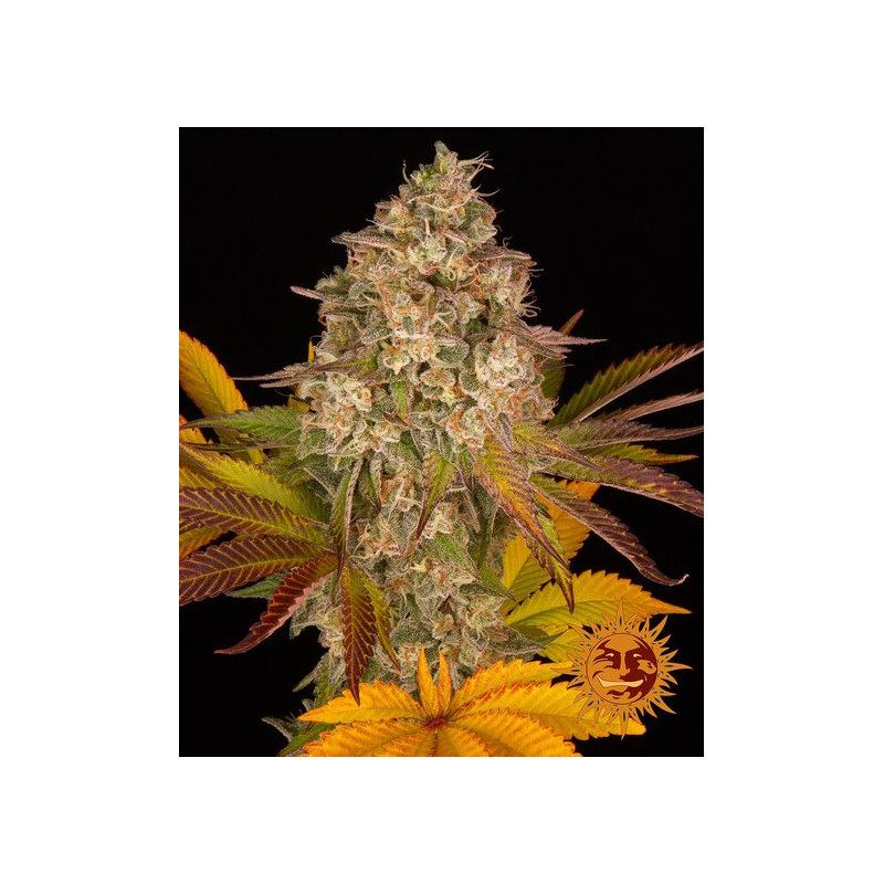 Cookies Kush - Autofloraison - Barney's Farm | ROOTS-SEEDS.FR