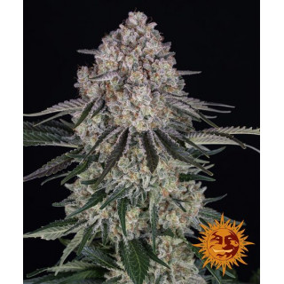 Sour Diesel - Autofloraison - Barney's Farm | ROOTS-SEEDS.FR