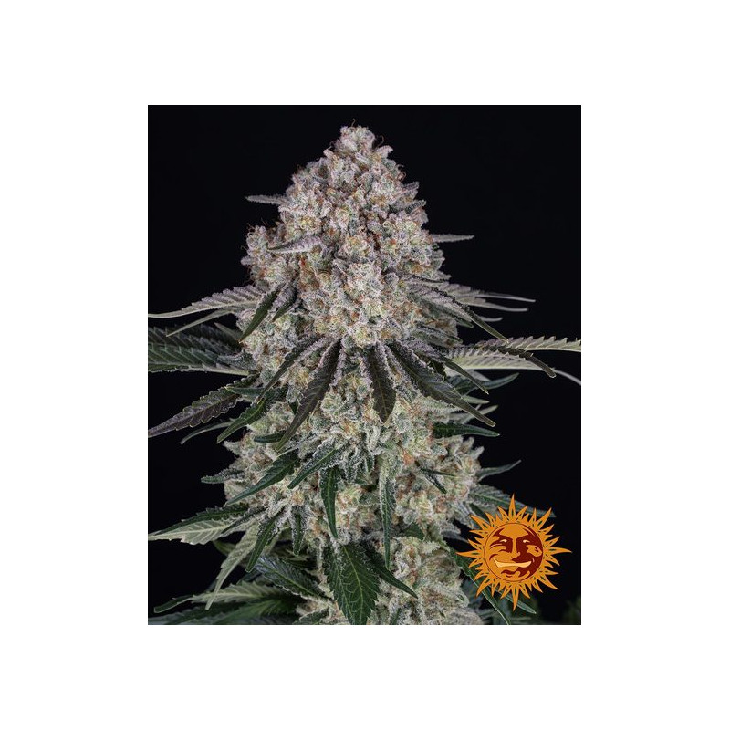 Sour Diesel - Autofloraison - Barney's Farm | ROOTS-SEEDS.FR