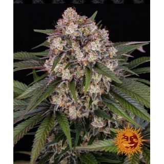 OG Kush - Autoflorsain - Barney's Farm | ROOTS - SEEDS .FR