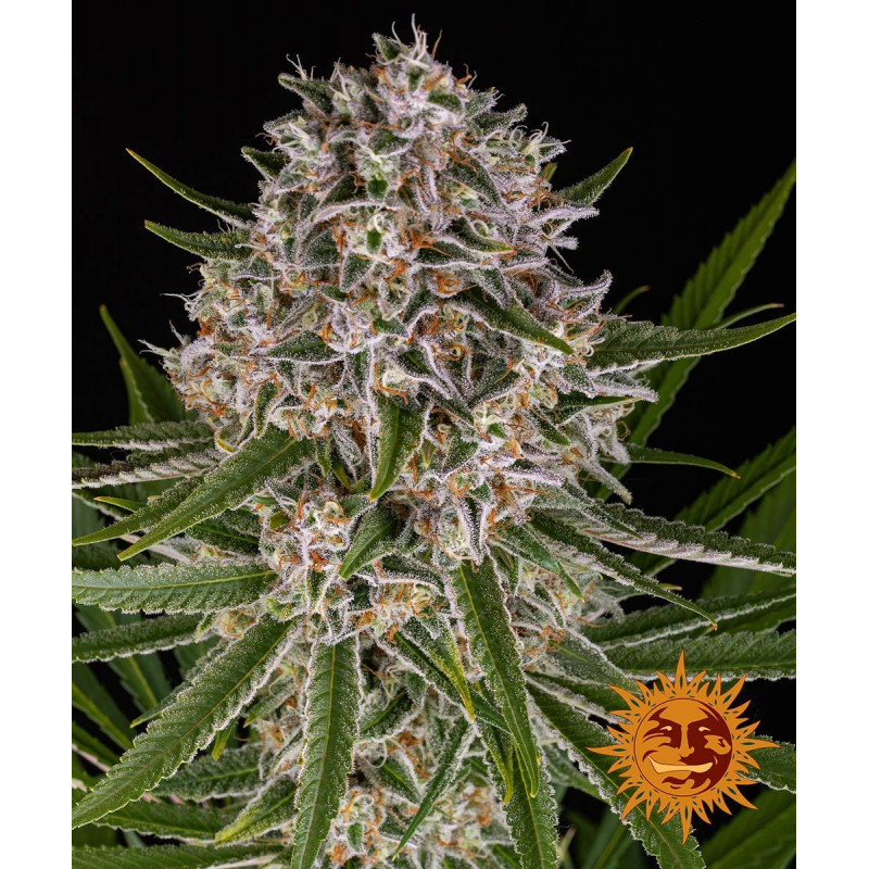 Lemon Haze - Autofloraison - Barney's Farm | ROOTS-SEEDS.FR