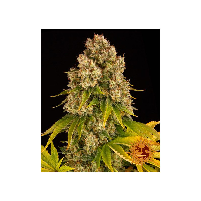 Cheese - Autofloraison - Barney’s Farm | ROOTS-SEEDS.FR