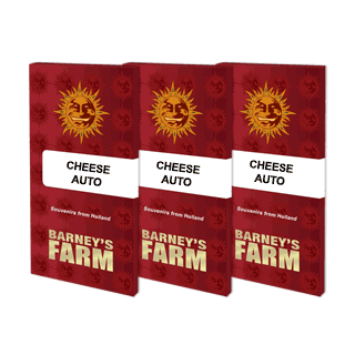 Cheese Auto - Barney's Farm