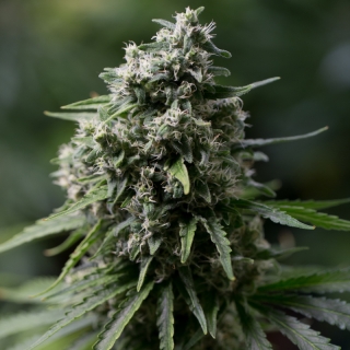 Critical + 2.0 - Féminisée - Silent Seeds | ROOTS-SEEDS.FR
