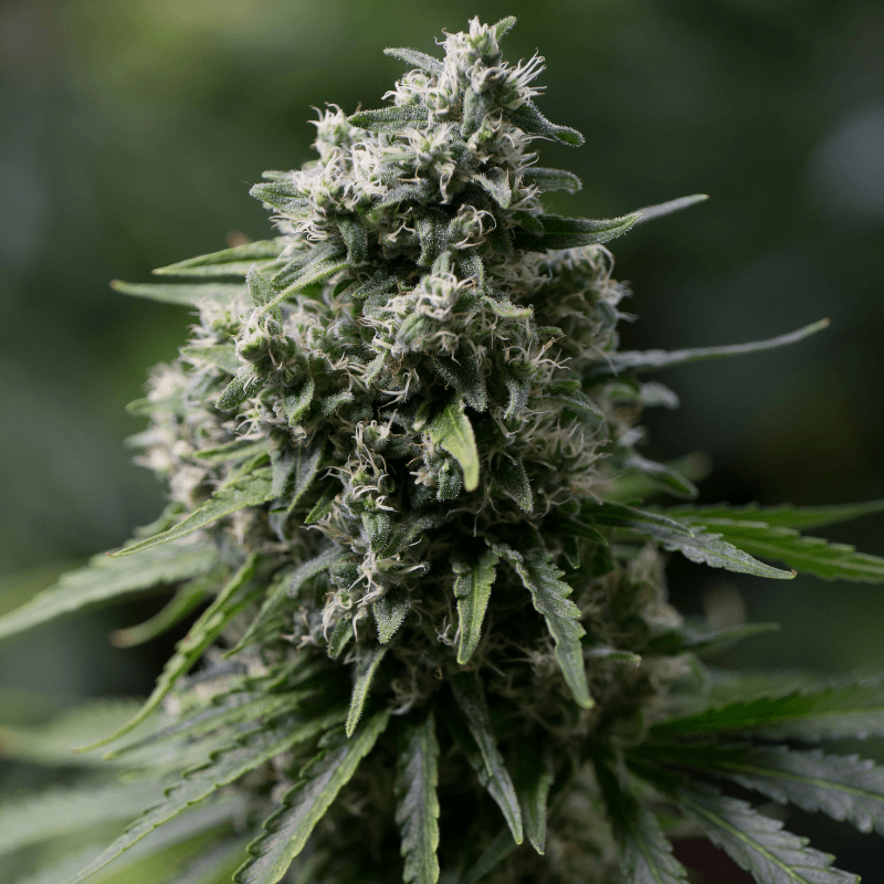 Critical + 2.0 - Féminisée - Silent Seeds | ROOTS-SEEDS.FR