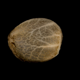 Critical + 2.0 - Autofloraison - Silent Seeds | ROOTS-SEEDS.FR