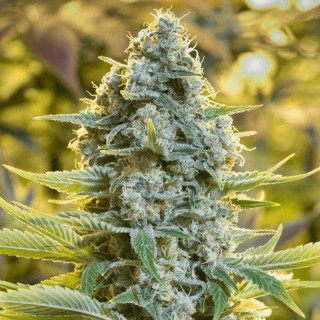 Moby Dick - Féminisée - Silent Seeds | ROOTS-SEEDS.FR