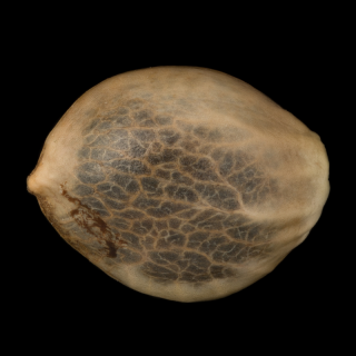OG Kush – Féminisée – Silent Seeds | ROOTS-SEEDS.FR