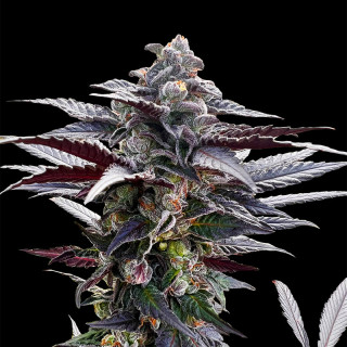 Pink Sunset - Féminisée - Silent Seeds | ROOTS-SEEDS.FR