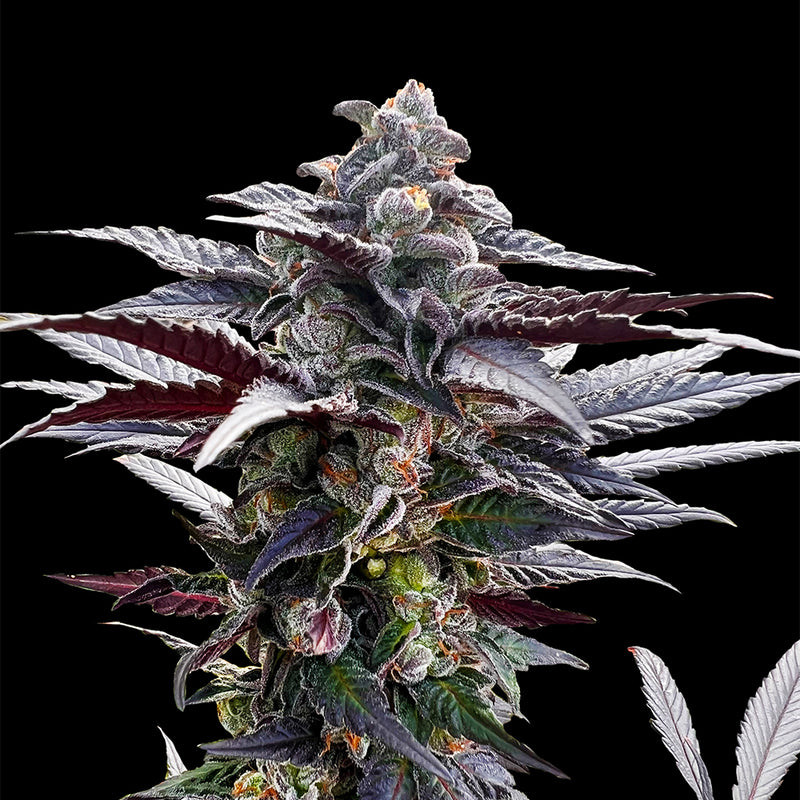 Pink Sunset - Féminisée - Silent Seeds | ROOTS-SEEDS.FR