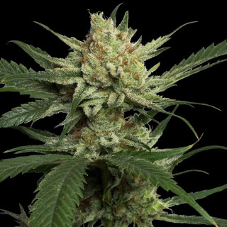 Strawberry banana reserva privada