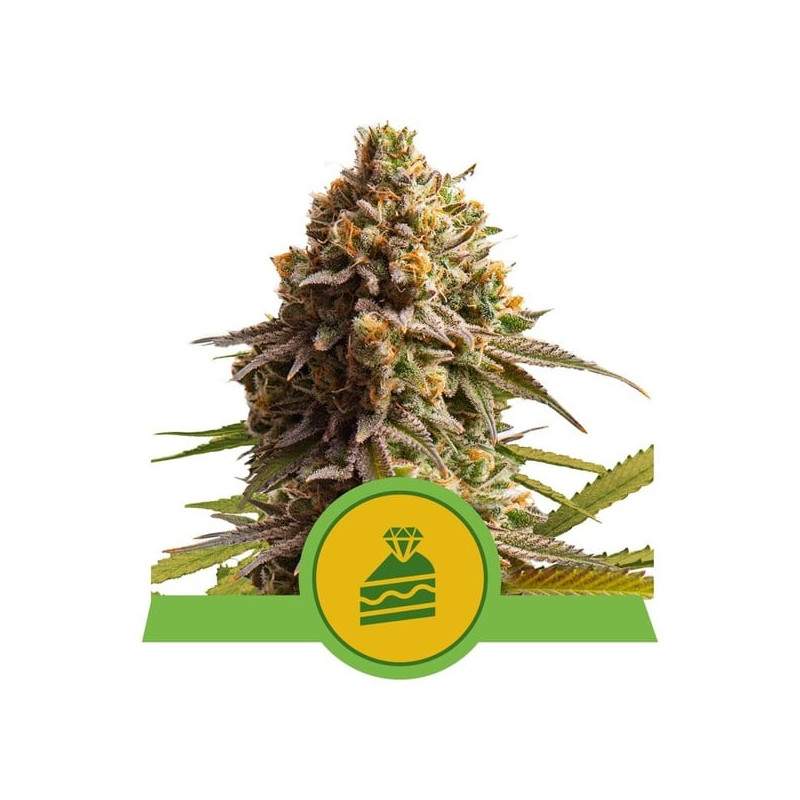 Wedding Cake - Autofloraison - Royal Queen Seeds | ROOTS-SEEDS.FR