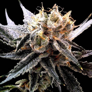 Tangie reserva privada féminisée
