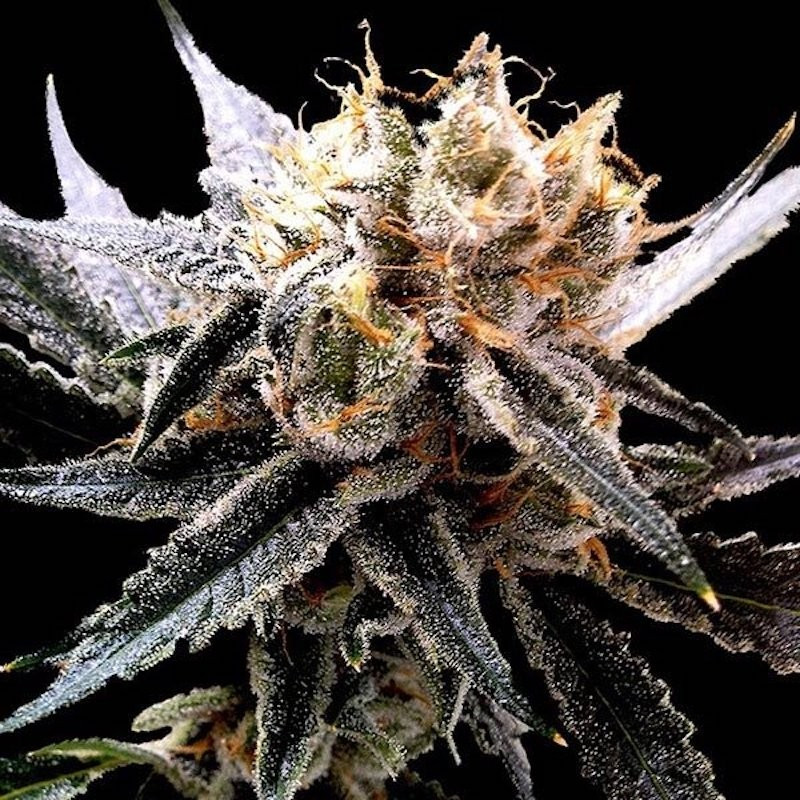 Tangie reserva privada féminisée