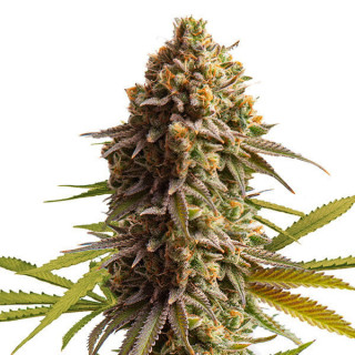 Wedding Cake - Autofloraison - Royal Queen Seeds | ROOTS-SEEDS.FR